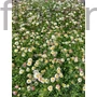 Kép 1/2 - Küllőrojt - Erigeron karvinskianus