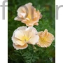 Kép 1/2 - Kaliforniai kakukkmák - Eschscholzia californica 'Pink Champagne'