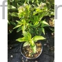 Kép 2/2 - Sédkender - Eupatorium maculatum 'Purple Bush'