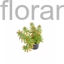 Kép 2/2 - Euphorbia 'Purpurascens'