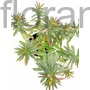 Kép 1/2 - Színeváltó kutyatej - Euphorbia polychroma 'Purpurea'