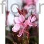 Kép 1/2 - Évelő díszgyertya - Gaura lindheimeri 'Steffi Blush Pink'