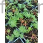 Kép 2/2 - Gólyaorr - Geranium 'Brookside'