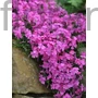 Kép 1/2 - Árlevelű lángvirág - Phlox subulata 'Mac Daniel's Cushion'
