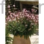 Kép 2/2 - Évelő díszgyertya - Gaura lindheimeri 'Steffi Blush Pink'