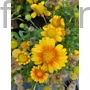 Kép 1/2 - Kokárdavirág - Gaillardia aristata 'Arizona Apricot'