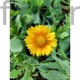 Kép 1/2 - Kokárdavirág - Gaillardia grandiflora 'Mesa Peach'