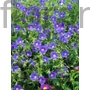 Kép 1/2 - Gólyaorr - Geranium 'Brookside'