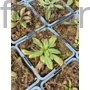 Kép 2/2 - Napfényvirág - Helenium autumnale 'Moerheim Beauty'
