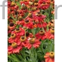 Kép 1/2 - Napfényvirág - Helenium autumnale 'Helena Red Shades'