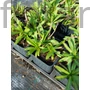 Kép 2/2 - Napfényvirág - Helenium autumnale 'Helena Red Shades'