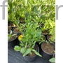 Kép 2/2 - Napfényvirág - Helenium autumnale 'Pumilum Magnificum'