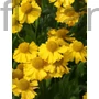 Kép 1/2 - Napfényvirág - Helenium autumnale 'Pumilum Magnificum'