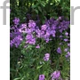 Kép 1/2 - Hölgyestike - Hesperis matronalis 'Violet'