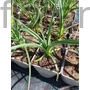 Kép 2/2 - Fáklyaliliom - Kniphofia 'Alcazar'