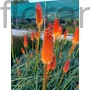 Kép 1/2 - Fáklyaliliom - Kniphofia 'Alcazar'