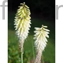 Kép 1/2 - Fáklyaliliom - Kniphofia 'Ice Queen'