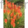 Kép 1/2 - Fáklyaliliom - Kniphofia 'Papaya Popsicle'