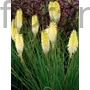 Kép 1/2 - Fáklyaliliom - Kniphofia 'Pineapple Popsicle'