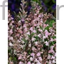 Kép 1/2 - Lila gyújtoványfű - Linaria purpurea 'Canon Went'