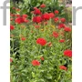 Kép 1/2 - Égőszerelem - Lychnis chalcedonica