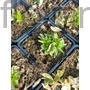 Kép 2/2 - Égőszerelem - Lychnis chalcedonica
