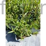 Kép 2/2 - Vesszős füzény - Lythrum virgatum 'Dropmore Purple'