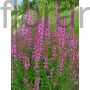Kép 1/2 - Vesszős füzény - Lythrum virgatum 'Dropmore Purple'