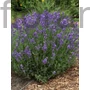 Kép 1/2 - Levendula - Lavandula angustifolia 'Hidcote Blue'