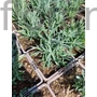 Kép 2/2 - Levendula - Lavandula angustifolia 'Munstead'