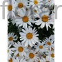 Kép 1/2 - Margitvirág - Leucanthemum x superbum 'Lucille Grace'