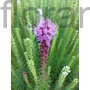 Kép 2/2 - Füzéres díszcsorba - Liatris spicata