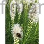 Kép 2/2 - Füzéres díszcsorba - Liatris spicata 'Floristan White'