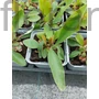 Kép 2/2 - Széleslevelű sóvirág - Limonium latifolium