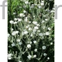 Kép 1/2 - Bársonyos kakukkszegfű - Lychnis coronaria 'Alba'