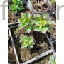 Kép 2/2 - Pettyegetett lizinka - Lysimachia punctata 'Alexander'