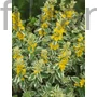Kép 1/2 - Pettyegetett lizinka - Lysimachia punctata 'Alexander'