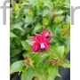 Kép 1/2 - Méhbalzsam - Monarda didyma 'Pocahontas Red Rose'