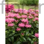Kép 1/2 - Méhbalzsam - Monardy didyma 'Pocahontas Pink'