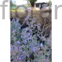 Kép 1/2 - Macskamenta - Nepeta x faassenii 'Six Hill's Giant'