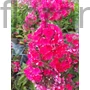 Kép 1/2 - Bugás lángvirág - Phlox paniculata 'Windsor'