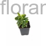 Kép 2/2 - Japán kövérke - Pachysandra terminalis