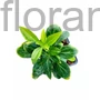 Kép 1/2 - Japán kövérke - Pachysandra terminalis