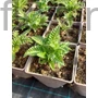 Kép 2/2 - Díszmák - Papaver orientale 'Patty's Plum'