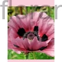 Kép 1/2 - Díszmák - Papaver orientale 'Patty's Plum'