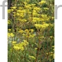 Kép 1/2 - Aranycsipke - Patrinia scabiosifolia