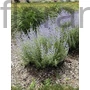 Kép 1/2 - Kék sudárzsálya - Perovskia atriplicifolia 'Little Spire'