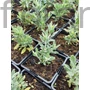 Kép 2/2 - Kék sudárzsálya - Perovskia atriplicifolia 'Little Spire'