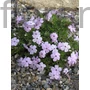 Kép 1/2 - Törpe lángvirág - Phlox douglasii 'Lilac Cloud'