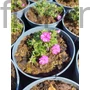 Kép 2/2 - Törpe lángvirág - Phlox douglasii 'Lilac Cloud'